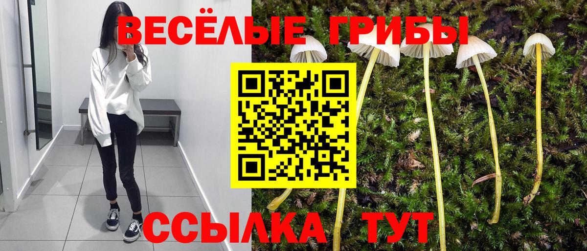 Псилоцибиновые грибы Psilocybe Советск